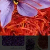 زعفران اصل را از کشاورز بدون واسطه بگیرید