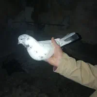 کبوتر  پاکستانی|پرنده|چرداول, |دیوار