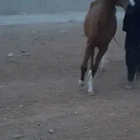 کره مادیان