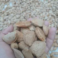 بادام سنگی|خوردنی و آشامیدنی|اصفهان, پروین|دیوار