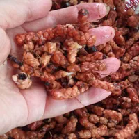 اگزالیس بنفش