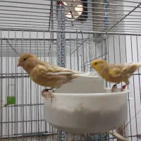 قناری سرخ فائو موزاییکی نروماده