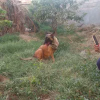 سگ فروشی|سگ|عنبرآباد, |دیوار