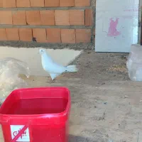 کبوتر رنگی المانی ناجلد|پرنده|گالیکش, |دیوار