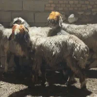 میش بختیاری