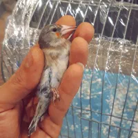 سهره|پرنده|فردیس, سرحدی|دیوار