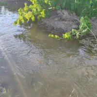 باغ انگور شورین