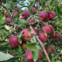 سیب قرمز استخوانی