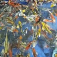 ماهی کوی نژاد دار و غذای کوی