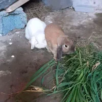 خرگوش لوپی نر ماده حامله