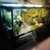 پالوداریوم