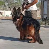 سگ، ژرمن شولاین