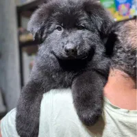 ژرمن بلک کینگ مو بلند