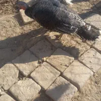 مرغ لاری خروس بوقلمون|حیوانات مزرعه|جعفرآباد, |دیوار