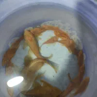 آکواریوم ماهی|ماهی|ارومیه, |دیوار