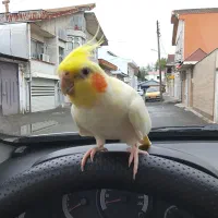 گمشده