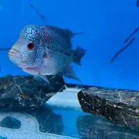 ماهی فلاور|ماهی|قرچک, شهرک الحدید|دیوار