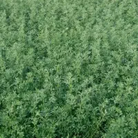 یونجه خوراک دام