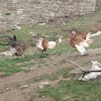 بوقلمون محلی