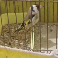 سهره گاوی جنگلی سبز و زرد|پرنده|تاکستان, |دیوار