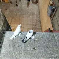 کبوتر چوت کیرپیح زور ایاخ