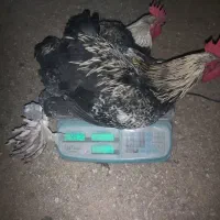 خروس محلی ۸عدد