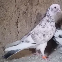 گمشده