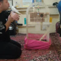 عروس هلندی آلبینو