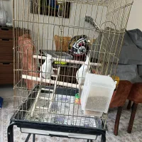 عروس هلندی آلبینو