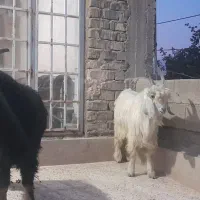 کهر نر برا تخمی