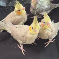 طوطی عروس هلندی