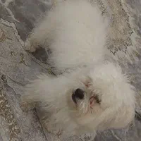 واگذاری سگ شیتزو|سگ|اسلام‌شهر, شهرک قائمیه|دیوار