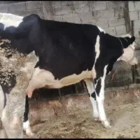 گاو سیمینتال ۹ماه حامله