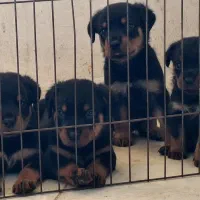 توله روتوایلر|سگ|رشت, آب آسیاب|دیوار