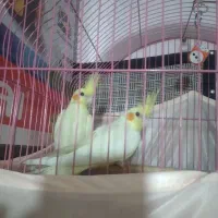 یه جفت عروس. هلندی لوتینو  سالم بدون پر ریزی|پرنده|پاکدشت, شهرک امام رضا|دیوار