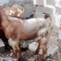 کهره نر