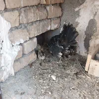 مرغ  با دو عدد جوجه خودش