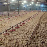 کارگر مرغداری