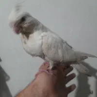 جوجه عروس هلندی آلبینو