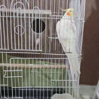 عروس هلندی|پرنده|آفتاب, |دیوار