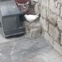 کبوتر دنبی|پرنده|لالی, |دیوار