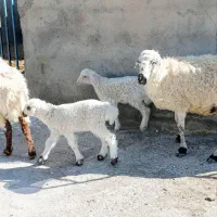 دو راس میش زاییده