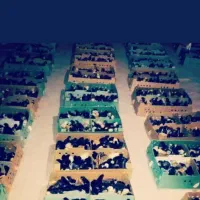 جوجه مرغ یکروزه گلپایگان. جوجه یک روزه محلی خالص|حیوانات مزرعه|شیراز, ارم|دیوار