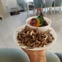 طوطی برزیلی کوتوله