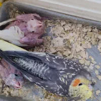 جوجه عروس هلندی|پرنده|اهر, |دیوار