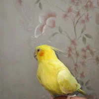 عروس هلندی نر سخنگو