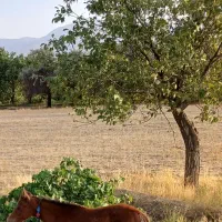 کره اسب|اسب و تجهیزات اسبسواری|اشترینان, |دیوار