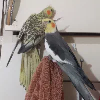 2 تا عروس هلندی نر،یکیش آمده و بالغ