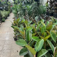 گل گیاه آپارتمانی فیکوس