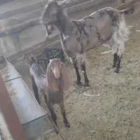 بزو بیگ  داشتی  جهل گل جوان وسالم